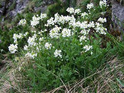 Image de Arabette des Alpes