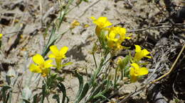 Image of alpine bladderpod