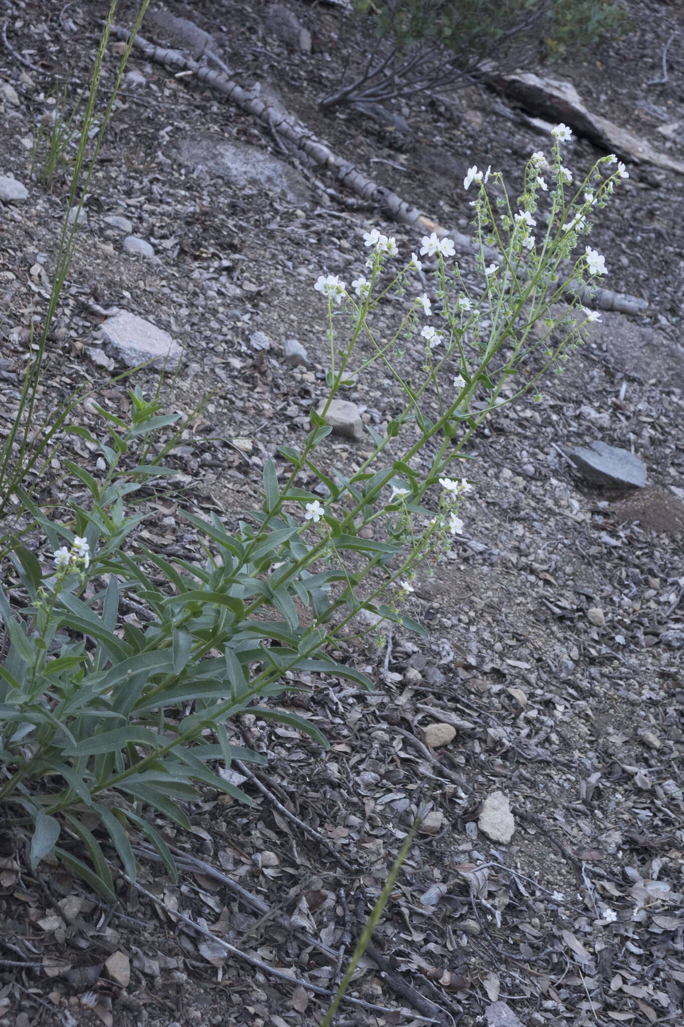 Image de Hackelia californica (A. Gray) I. M. Johnst.