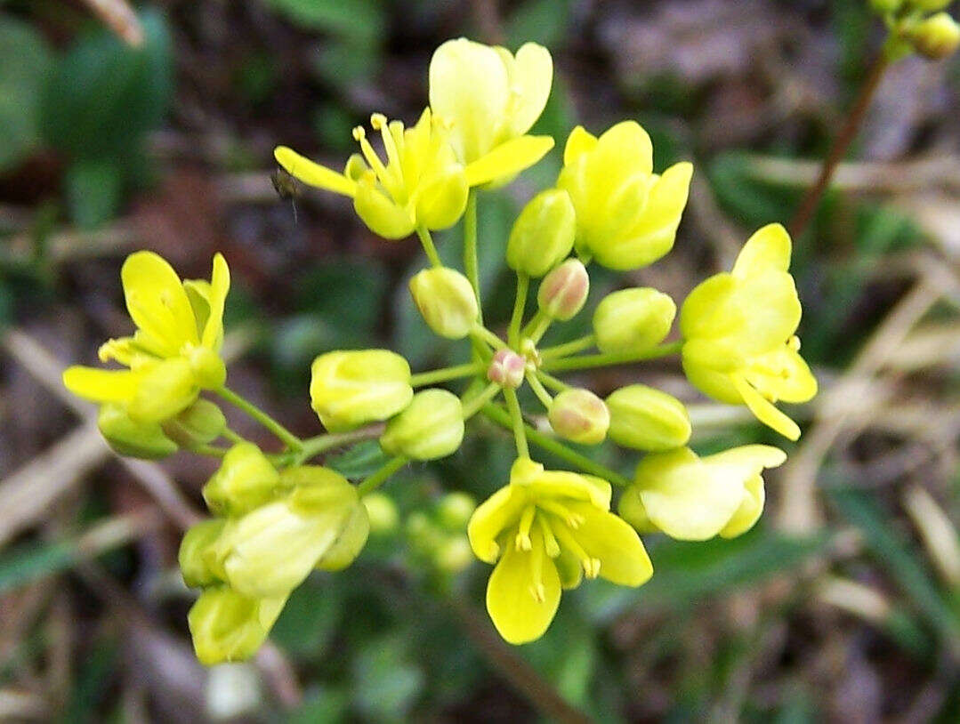 Image of Buckler Mustard