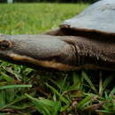 Image of Argentine snake-necked turtle