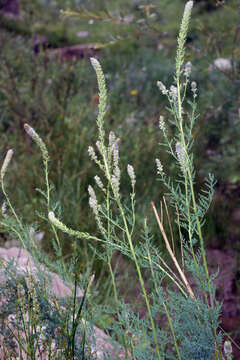 Image of Myricaria bracteata Royle