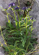 Image of Round-headed Rampion