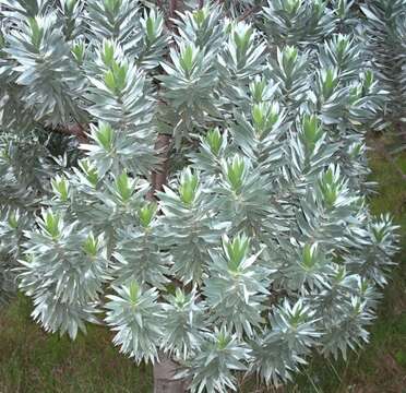 Image of Silver tree