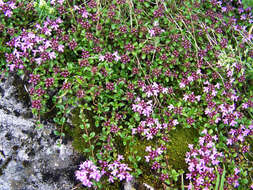 Слика од Thymus serpyllum L.