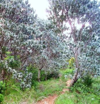 Image of Silver tree