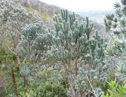 Image of Silver tree