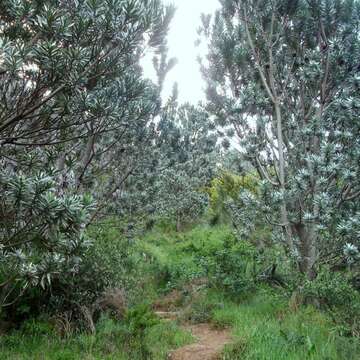 Imagem de Leucadendron argenteum (L.) R. Br.