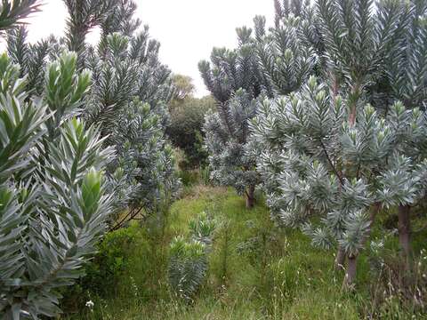 Image of Silver tree