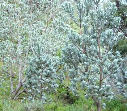 Image of Silver tree