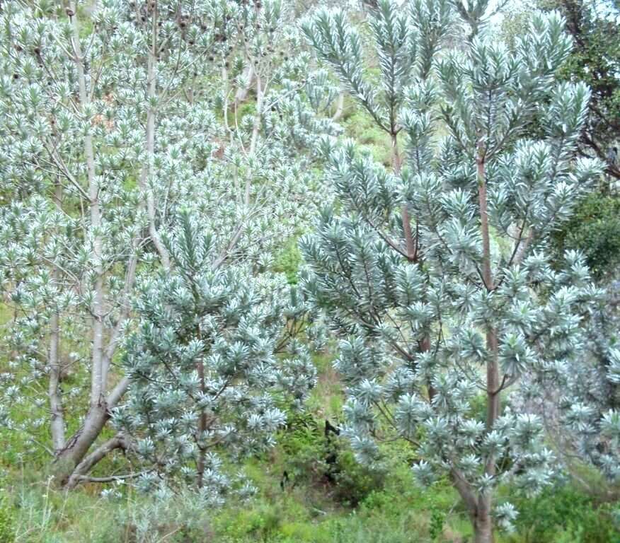 Image de Leucadendron argenteum (L.) R. Br.