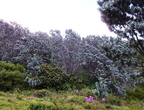 Image of Silver tree