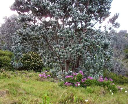 Imagem de Leucadendron argenteum (L.) R. Br.