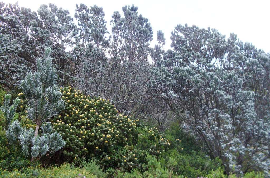 Image of Silver tree