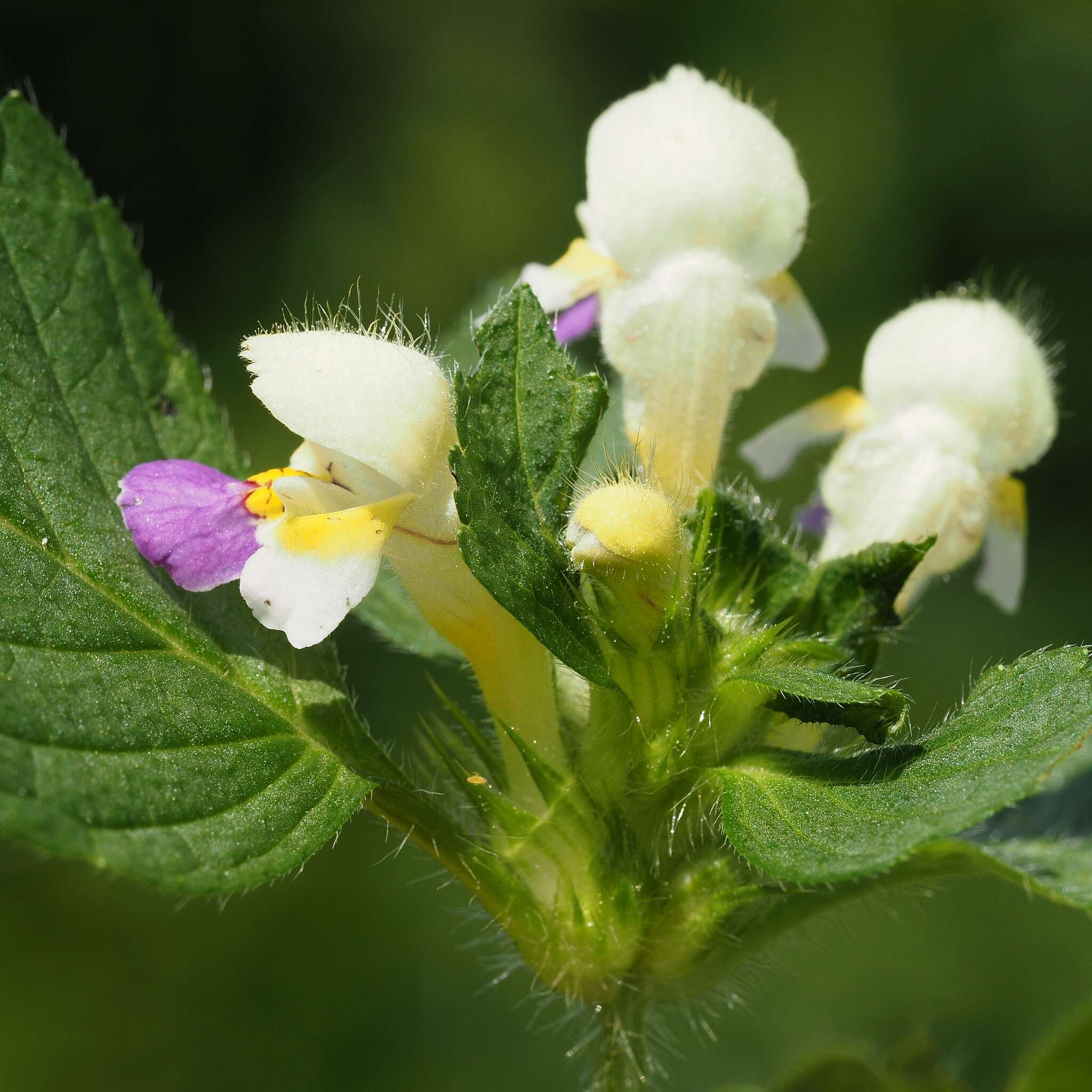 Image of Edmonton hempnettle