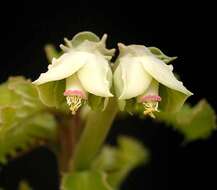 Imagem de Euphorbia biselegans Bruyns