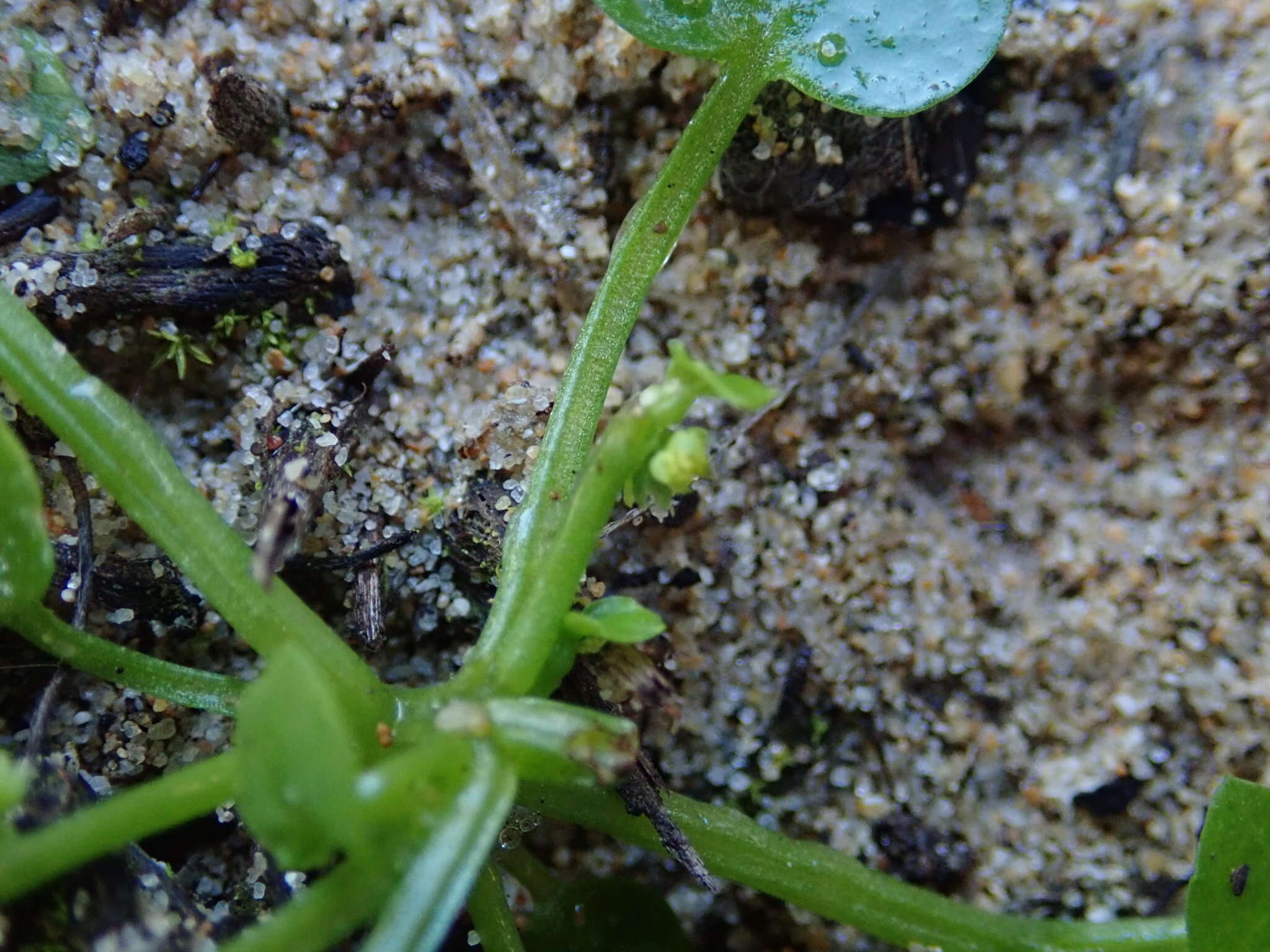 Imagem de Adenocline violifolia (Kunze) Prain