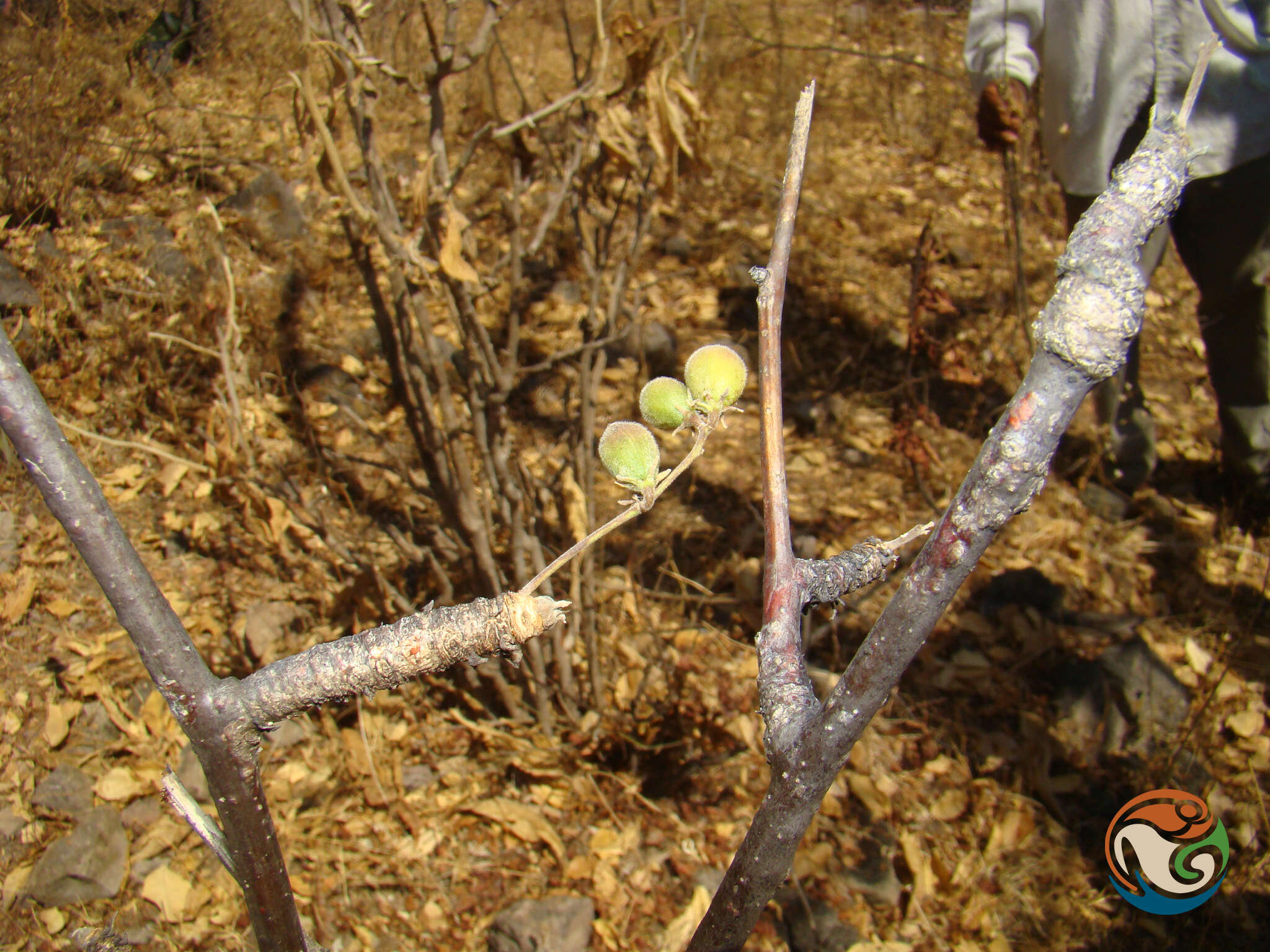 Image de Bursera submoniliformis Engl.