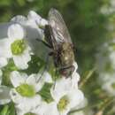 Image of Tufted cluster fly