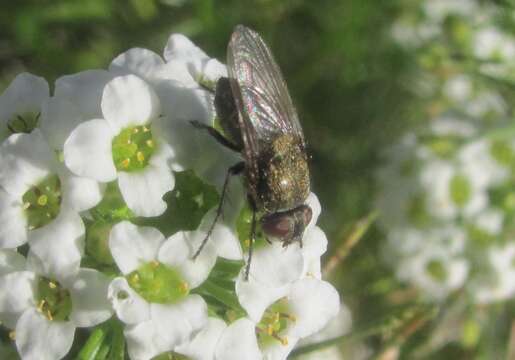 Image of Tufted cluster fly