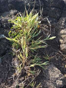 Image de Panicum torridum Gaudich.