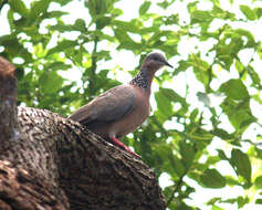 Image of Eastern Spotted Dove