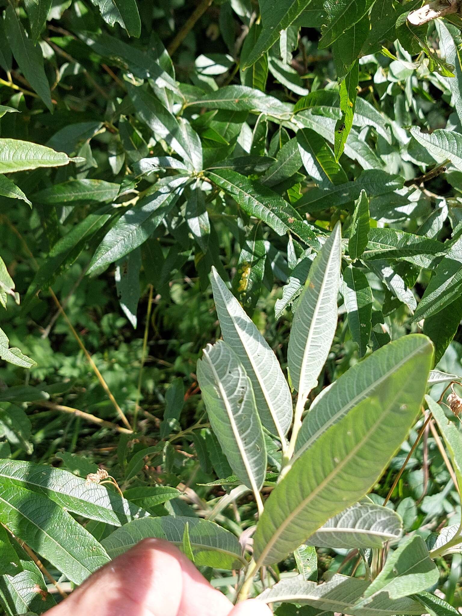 Image of silky-leaf osier