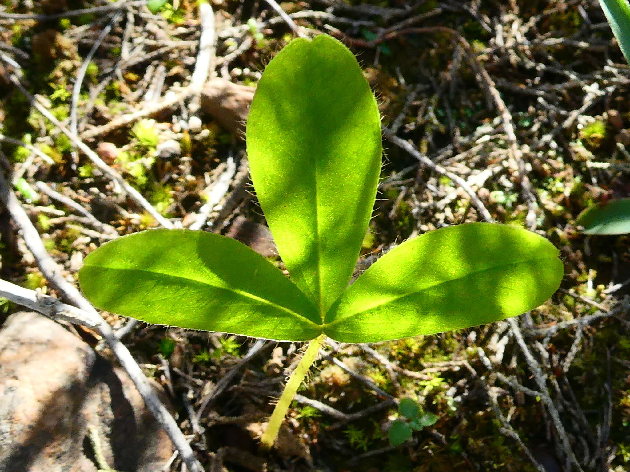 Image of Oxalis eckloniana var. sonderi Salter