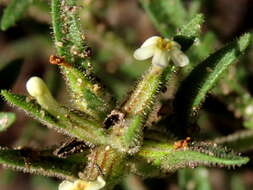 صورة Polycarena silenoides Harv. ex Benth.