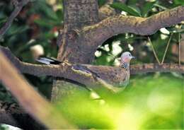 Image of Eastern Spotted Dove