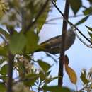 Imagem de Leiothlypis crissalis (Salvin & Godman 1889)