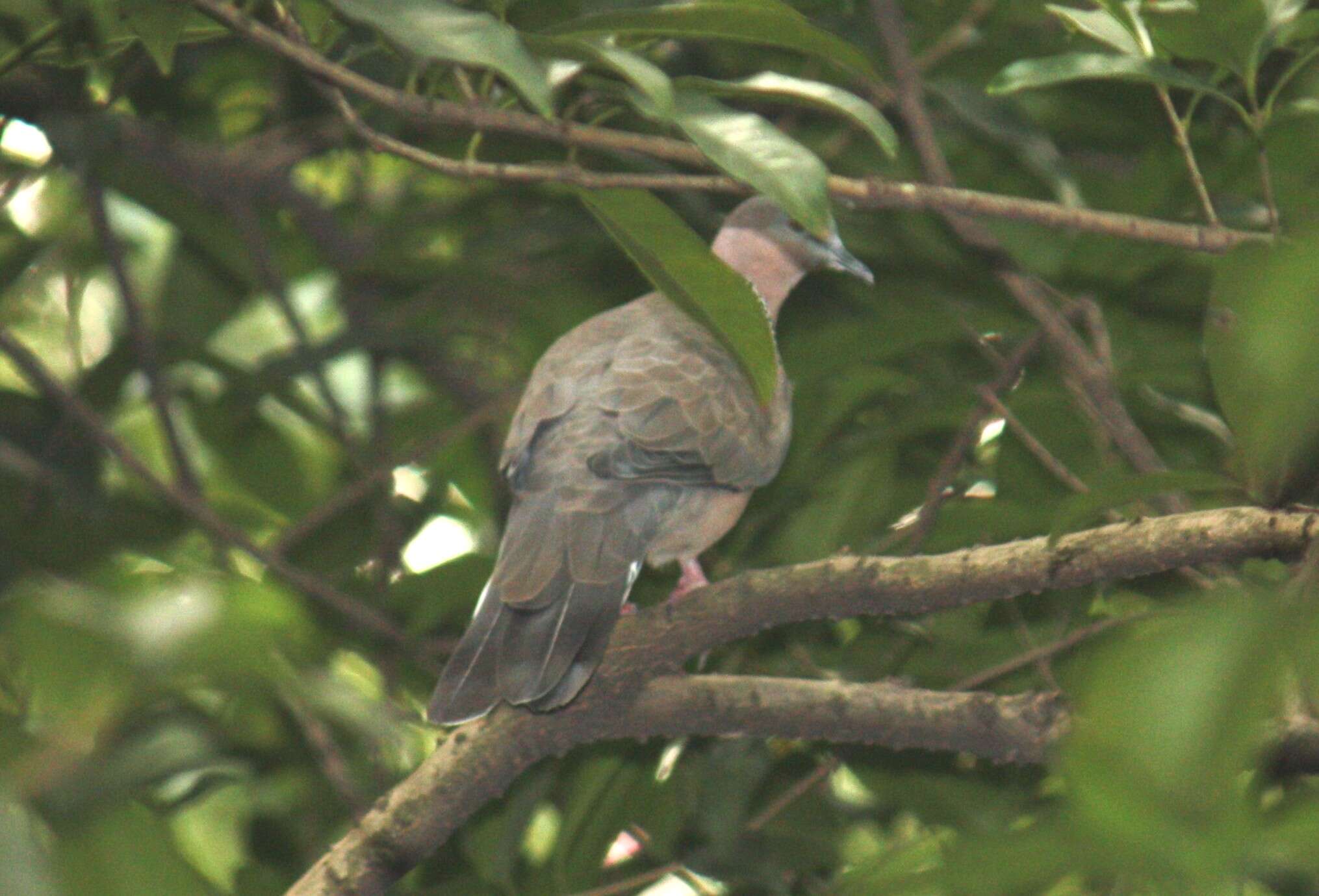 Image of Eastern Spotted Dove