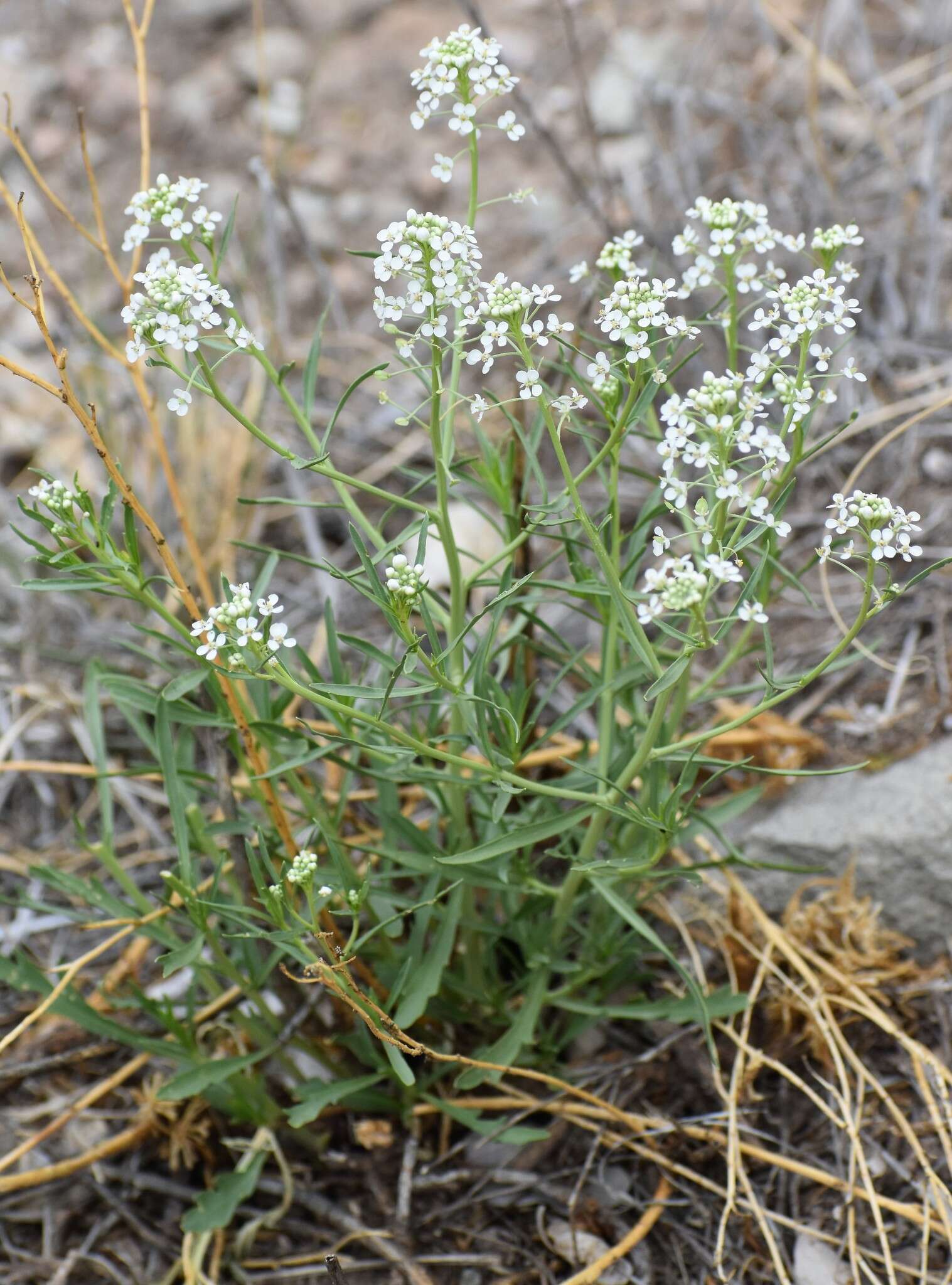 Image de Lepidium alyssoides A. Gray