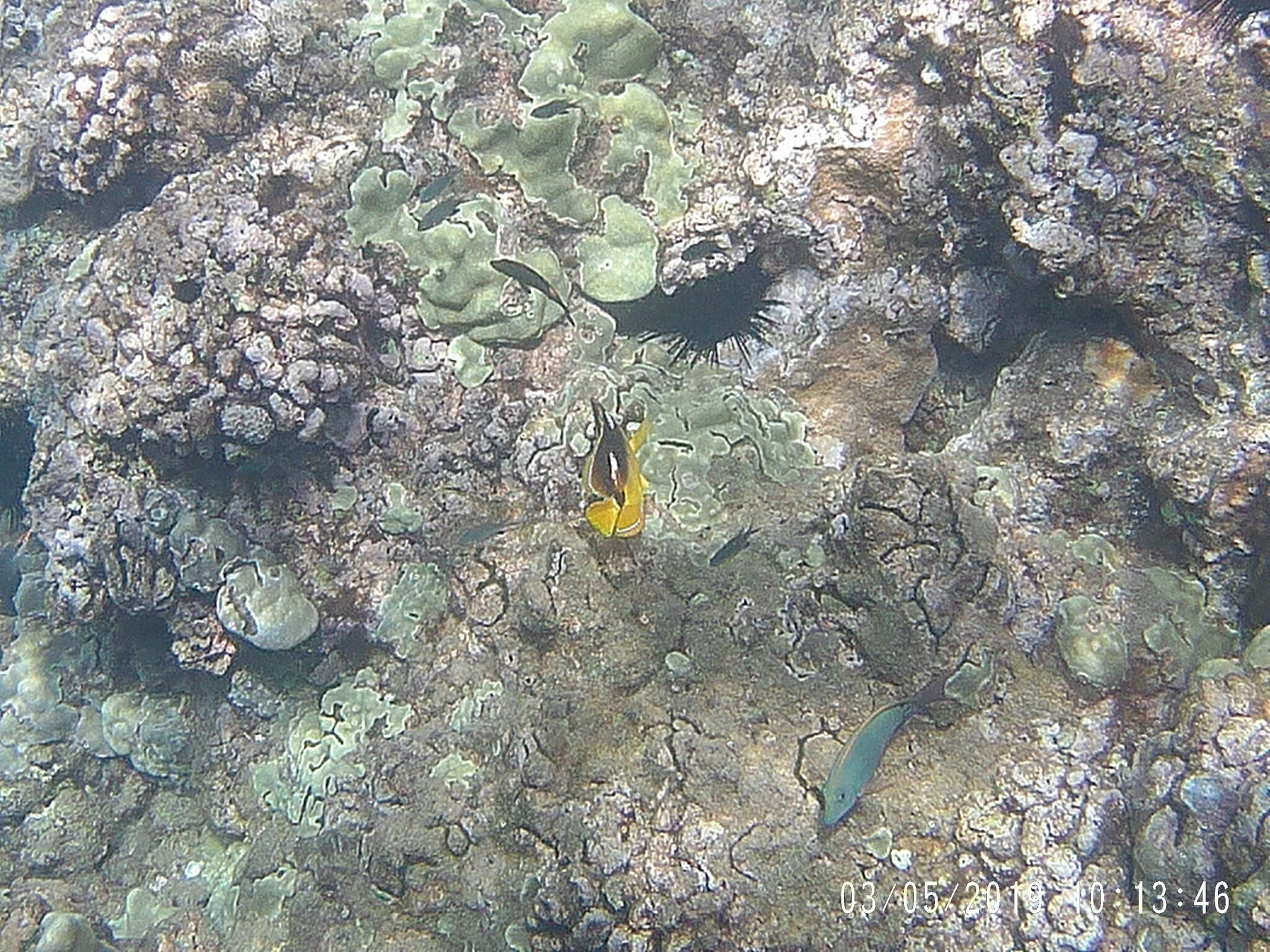 Image of Four-spot butterfly