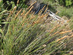 Image of Elegia racemosa (Poir.) Pers.