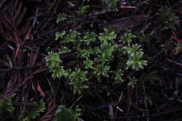 Image of leucolepis umbrella moss