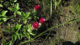 Image of Helichrysum ecklonis Sond.