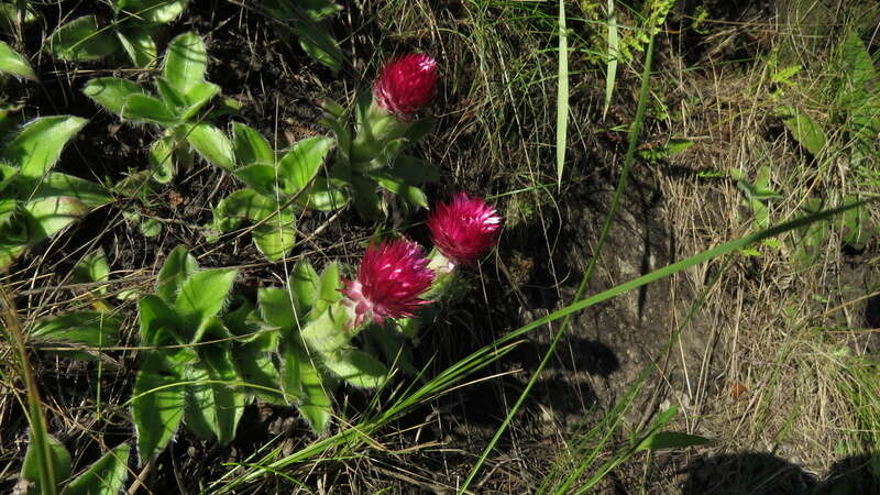 Image de Helichrysum ecklonis Sond.