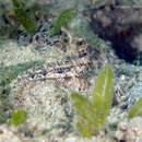 Image of Spottail Goby