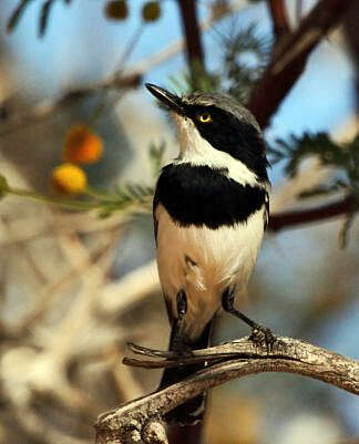 Image of Pririt Batis