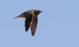 Image of Namaqua Sandgrouse