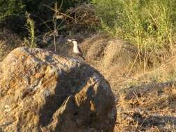 Image de Sittelle des rochers