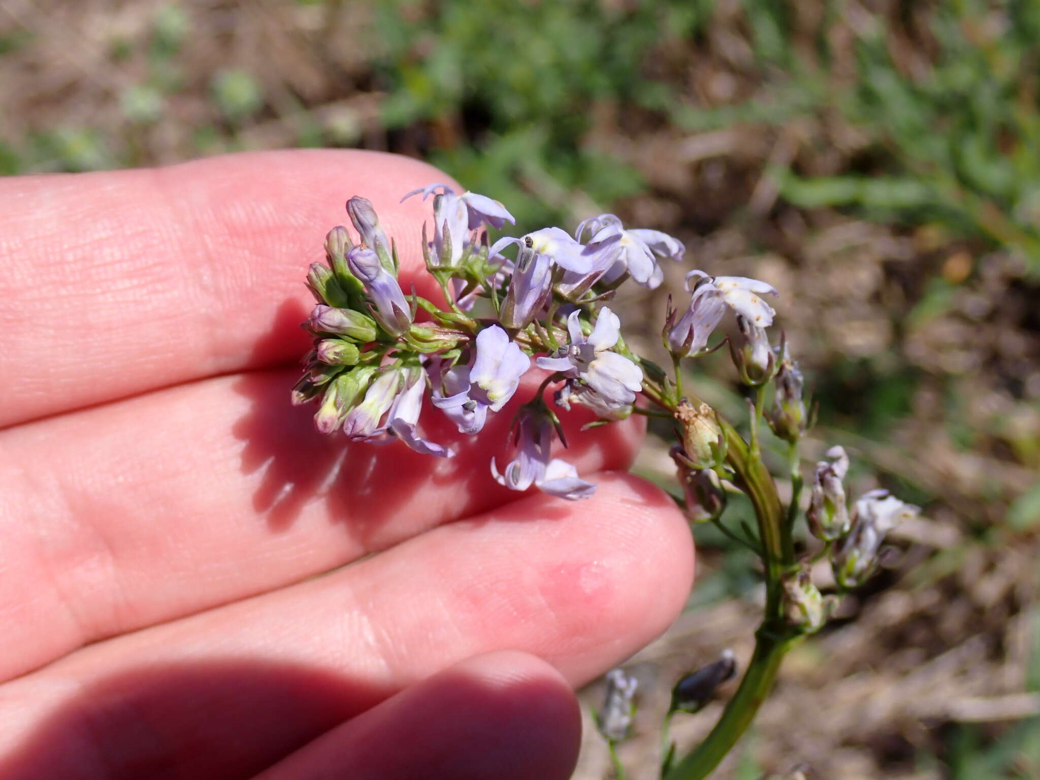 Image of pineland lobelia