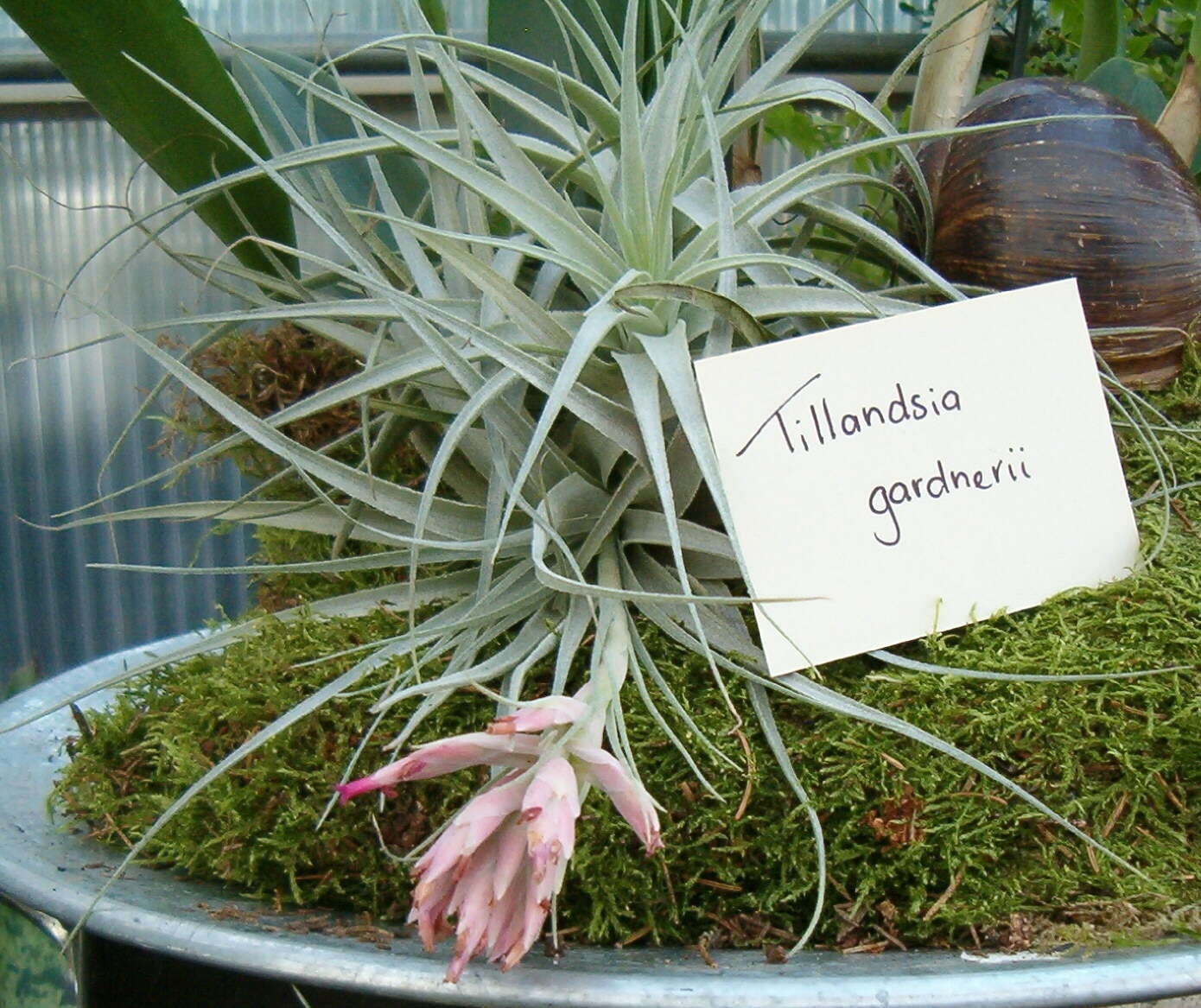 Image of Airplants