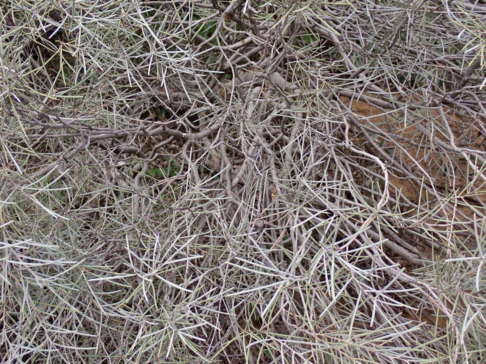 Image of Hakea leucoptera subsp. leucoptera