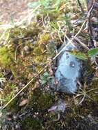 Image of Irish Eyebright