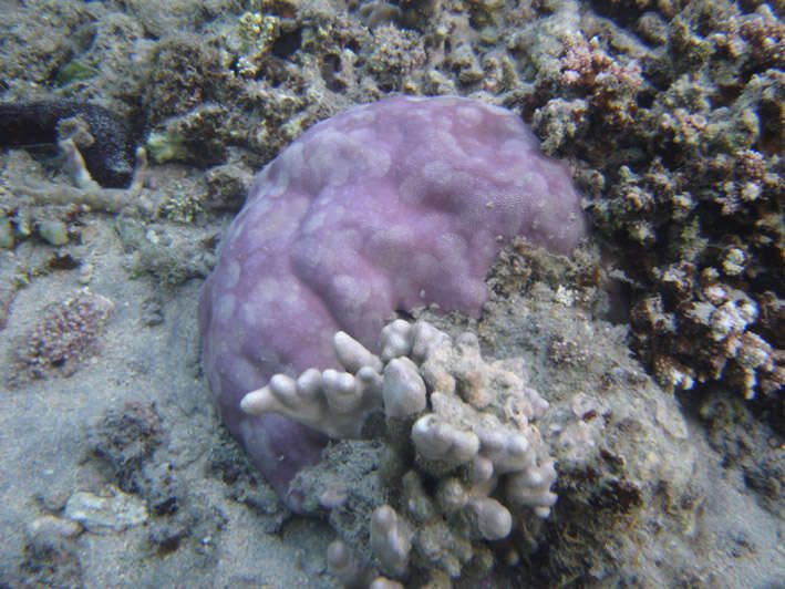 Image of Finger Coral