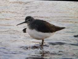 Image of Green Sandpiper