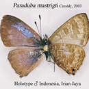Image of Paraduba