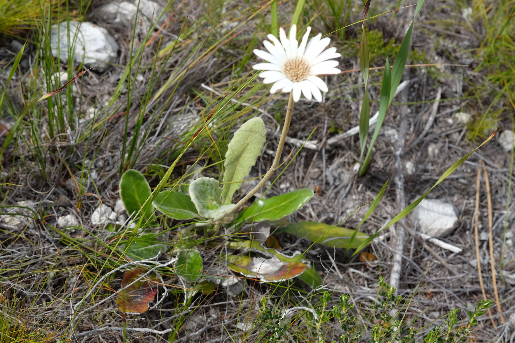 Image de Gerbera tomentosa DC.